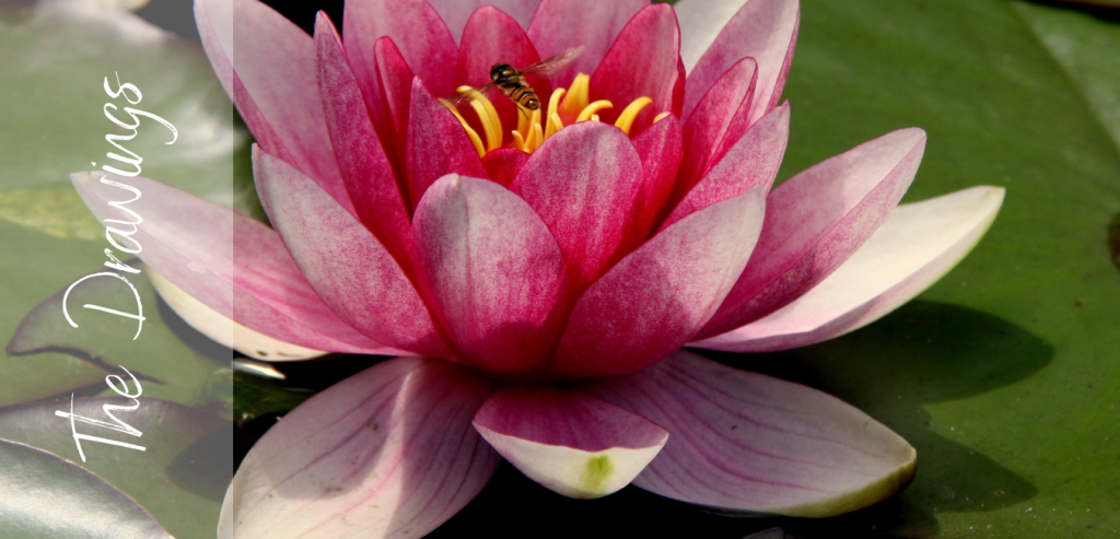 Click here to select and open the Drawings Gallery